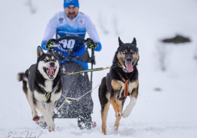 Siberi haskid koeraspordi võistlustel