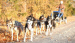 RIDE WITH SIBERIAN HUSKIES